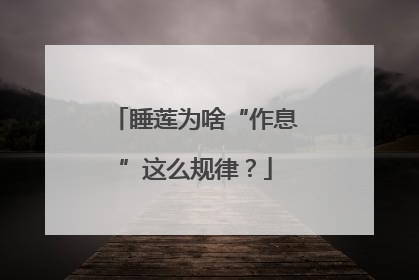 睡莲为啥“作息”这么规律？