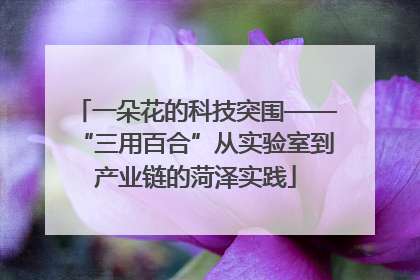 一朵花的科技突围——“三用百合”从实验室到产业链的菏泽实践