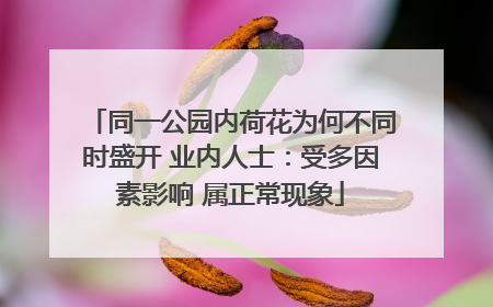 同一公园内荷花为何不同时盛开 业内人士：受多因素影响 属正常现象