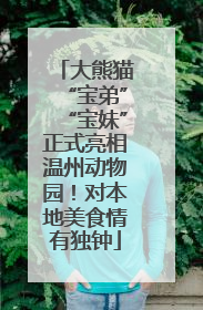 大熊猫“宝弟”“宝妹”正式亮相温州动物园！对本地美食情有独钟