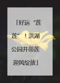好运“莲莲”！洪湖公园并蒂莲迎风绽放