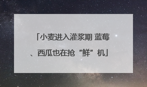 小麦进入灌浆期 蓝莓、西瓜也在抢“鲜”机