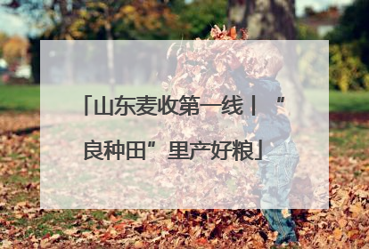 山东麦收第一线丨“良种田”里产好粮