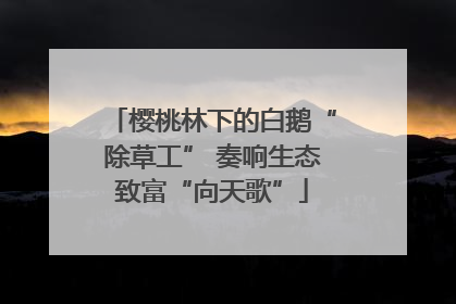 樱桃林下的白鹅“除草工” 奏响生态致富“向天歌”