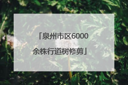 泉州市区6000余株行道树修剪