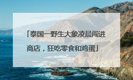 泰国一野生大象凌晨闯进商店，狂吃零食和鸡蛋