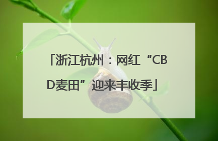 浙江杭州：网红“CBD麦田”迎来丰收季