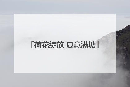 荷花绽放 夏意满塘