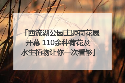 西流湖公园主题荷花展开幕 110余种荷花及水生植物让你一次看够