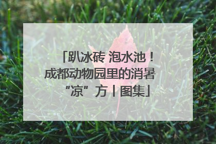 趴冰砖 泡水池！成都动物园里的消暑“凉”方丨图集