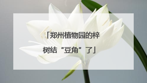 郑州植物园的梓树结“豆角”了