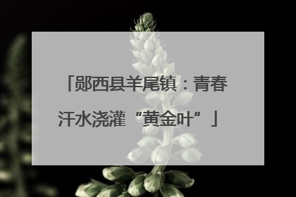 郧西县羊尾镇：青春汗水浇灌“黄金叶”