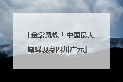 金裳凤蝶！中国最大蝴蝶现身四川广元