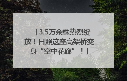 3.5万余株热烈绽放！日照这座高架桥变身“空中花廊”！